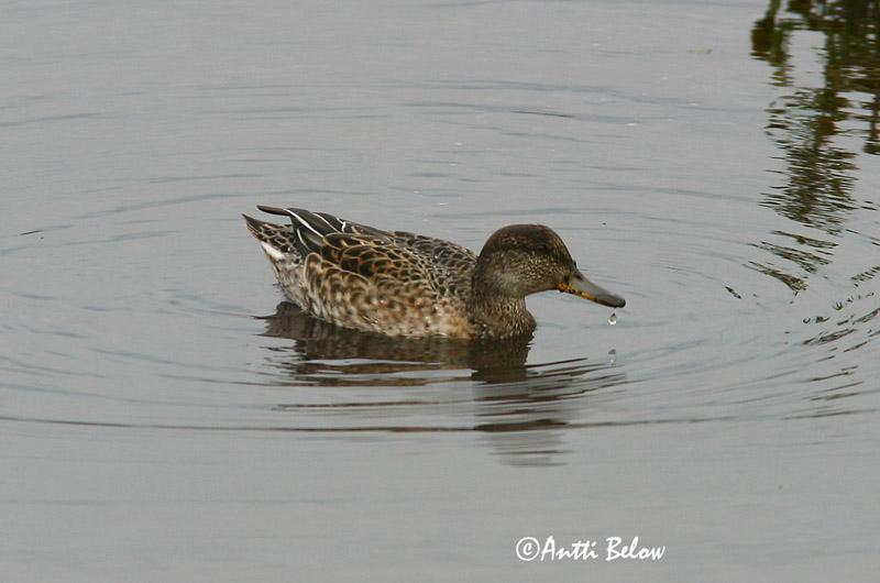 Avainsanat: Xarxet Krikand Wintertaling Common Teal Piilpart Tavi Sarcelle d'hiver Krickente Csörgo réce Urtönd Krikkand Marrequinho-comum Anas crecca Cerceta Común Kricka