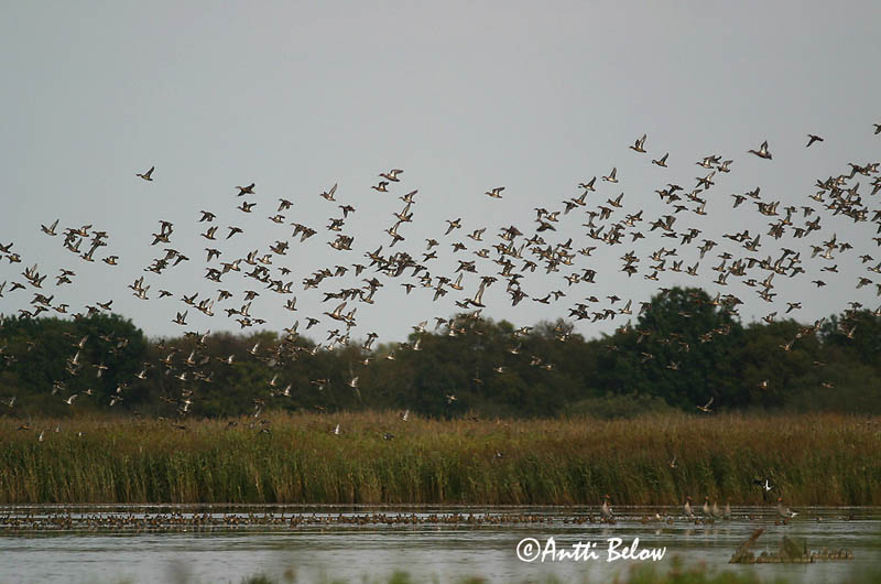 Avainsanat: Xarxet Krikand Wintertaling Common Teal Piilpart Tavi Sarcelle d'hiver Krickente Csörgo réce Urtönd Krikkand Marrequinho-comum Anas crecca Cerceta Común Kricka