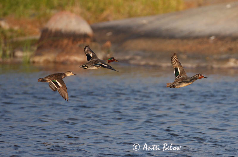 Avainsanat: Xarxet Krikand Wintertaling Common Teal Piilpart Tavi Sarcelle d'hiver Krickente Csörgo réce Urtönd Krikkand Marrequinho-comum Anas crecca Cerceta Común Kricka