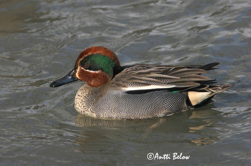 Helsinki, Finland
Avainsanat: Xarxet Krikand Wintertaling Common Teal Piilpart Tavi Sarcelle d'hiver Krickente Csörgo réce Urtönd Krikkand Marrequinho-comum Anas crecca Cerceta Común Kricka