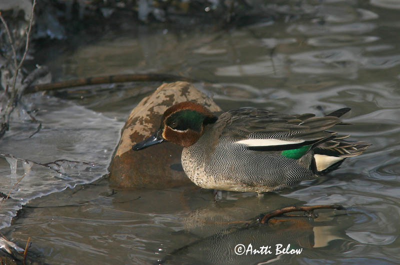 Avainsanat: Xarxet Krikand Wintertaling Common Teal Piilpart Tavi Sarcelle d'hiver Krickente Csörgo réce Urtönd Krikkand Marrequinho-comum Anas crecca Cerceta Común Kricka