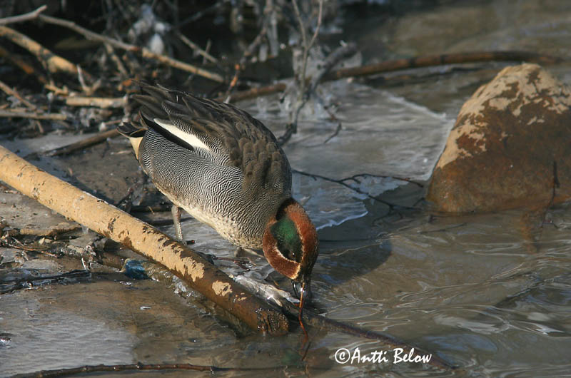 Avainsanat: Xarxet Krikand Wintertaling Common Teal Piilpart Tavi Sarcelle d'hiver Krickente Csörgo réce Urtönd Krikkand Marrequinho-comum Anas crecca Cerceta Común Kricka