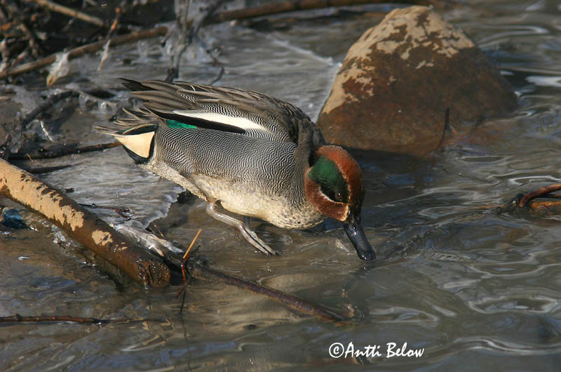 Avainsanat: Xarxet Krikand Wintertaling Common Teal Piilpart Tavi Sarcelle d'hiver Krickente Csörgo réce Urtönd Krikkand Marrequinho-comum Anas crecca Cerceta Común Kricka