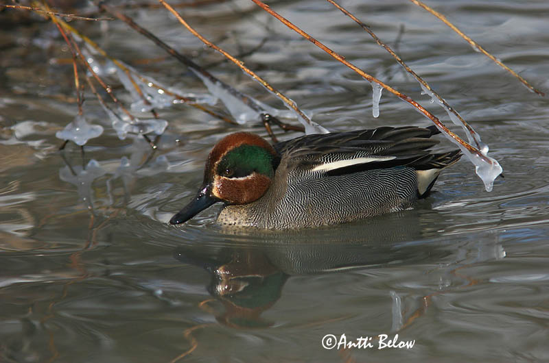 Avainsanat: Xarxet Krikand Wintertaling Common Teal Piilpart Tavi Sarcelle d'hiver Krickente Csörgo réce Urtönd Krikkand Marrequinho-comum Anas crecca Cerceta Común Kricka