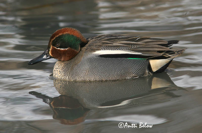Avainsanat: Xarxet Krikand Wintertaling Common Teal Piilpart Tavi Sarcelle d'hiver Krickente Csörgo réce Urtönd Krikkand Marrequinho-comum Anas crecca Cerceta Común Kricka