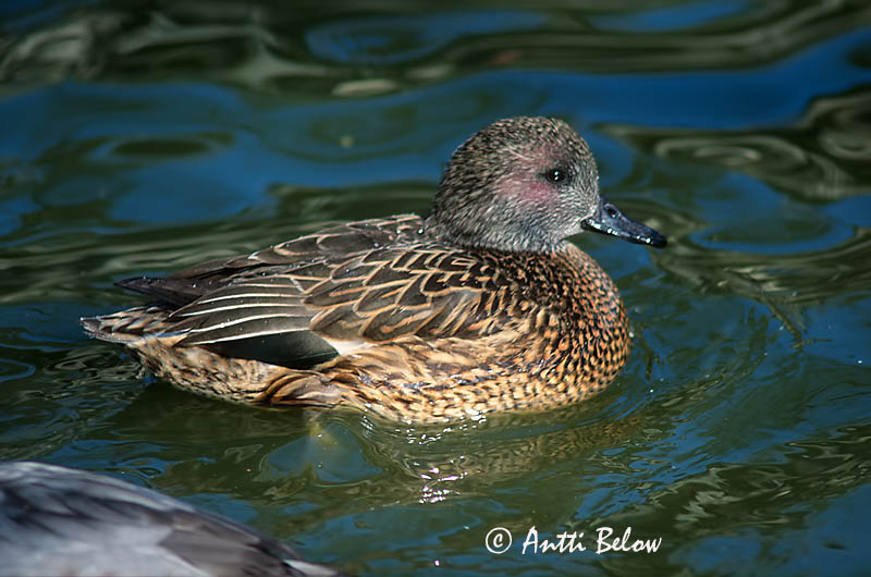in Beijing Zoo
Avainsanat: Segland Bronskopeend Falcated Duck Sirppisorsa Canard à faucilles Sichelente Sarlós réce Sigðönd Sibirand Marrequinho-de-foice Anas falcata Cerceta de Alfanjes Praktand