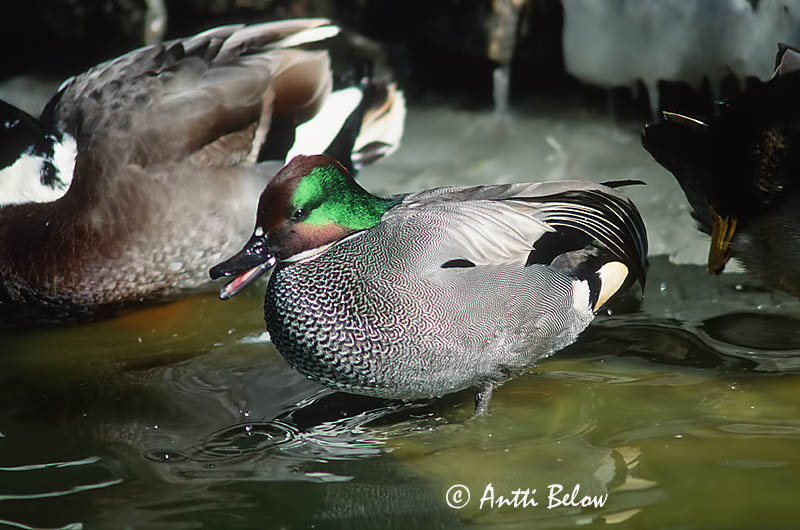 in Beijing Zoo
Avainsanat: Segland Bronskopeend Falcated Duck Sirppisorsa Canard à faucilles Sichelente Sarlós réce Sigðönd Sibirand Marrequinho-de-foice Anas falcata Cerceta de Alfanjes Praktand