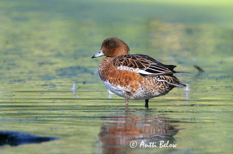 Avainsanat: Ànec xiulador Pibeand Smient Eurasian Wigeon Viupart Haapana Canard siffleur Pfeifente Fütyülo réce Rauðhöfðaönd Brunnakke Piadeira Anas penelope Silbón Europeo Bläsand