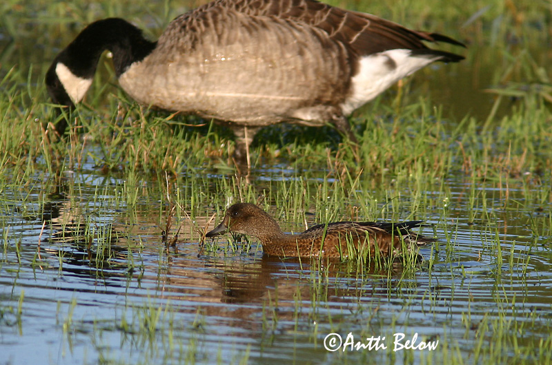Avainsanat: Ànec xiulador Pibeand Smient Eurasian Wigeon Viupart Haapana Canard siffleur Pfeifente Fütyülo réce Rauðhöfðaönd Brunnakke Piadeira Anas penelope Silbón Europeo Bläsand