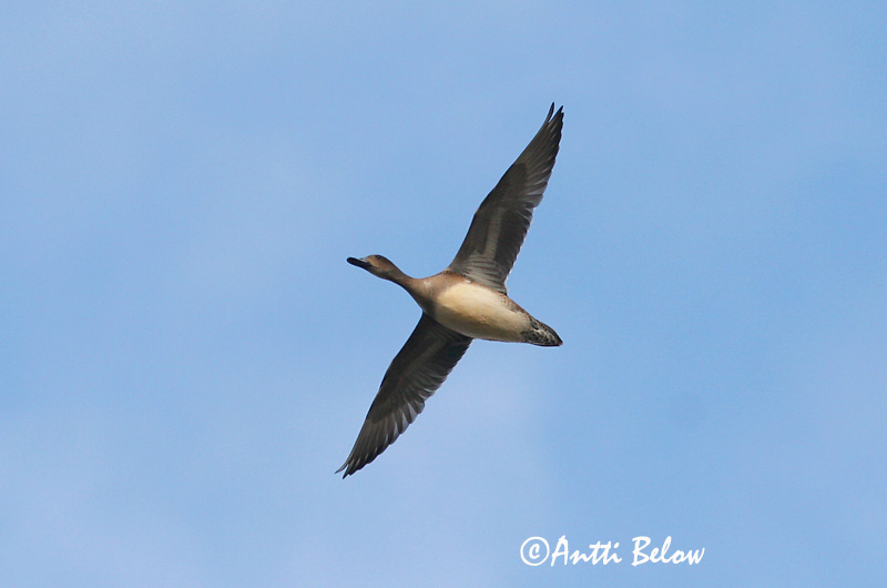 Avainsanat: Ànec xiulador Pibeand Smient Eurasian Wigeon Viupart Haapana Canard siffleur Pfeifente Fütyülo réce Rauðhöfðaönd Brunnakke Piadeira Anas penelope Silbón Europeo Bläsand