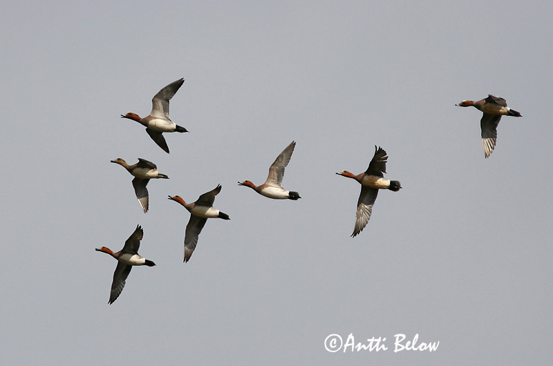 Avainsanat: Ànec xiulador Pibeand Smient Eurasian Wigeon Viupart Haapana Canard siffleur Pfeifente Fütyülo réce Rauðhöfðaönd Brunnakke Piadeira Anas penelope Silbón Europeo Bläsand