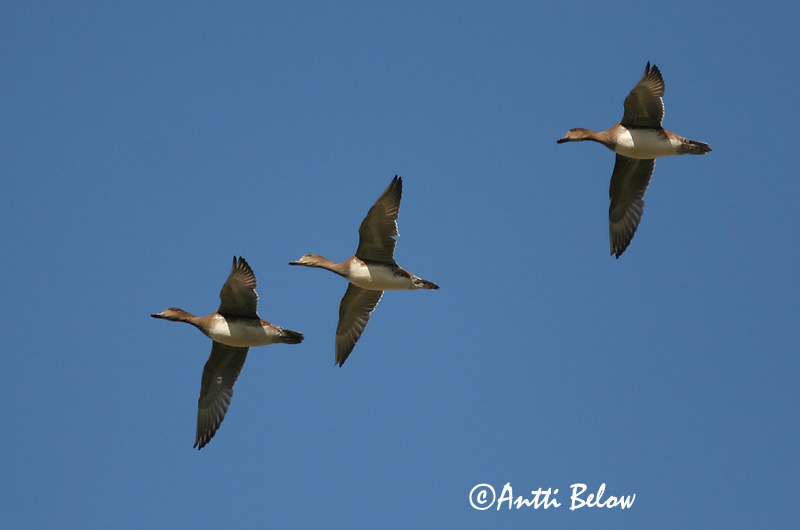 Avainsanat: Ànec xiulador Pibeand Smient Eurasian Wigeon Viupart Haapana Canard siffleur Pfeifente Fütyülo réce Rauðhöfðaönd Brunnakke Piadeira Anas penelope Silbón Europeo Bläsand