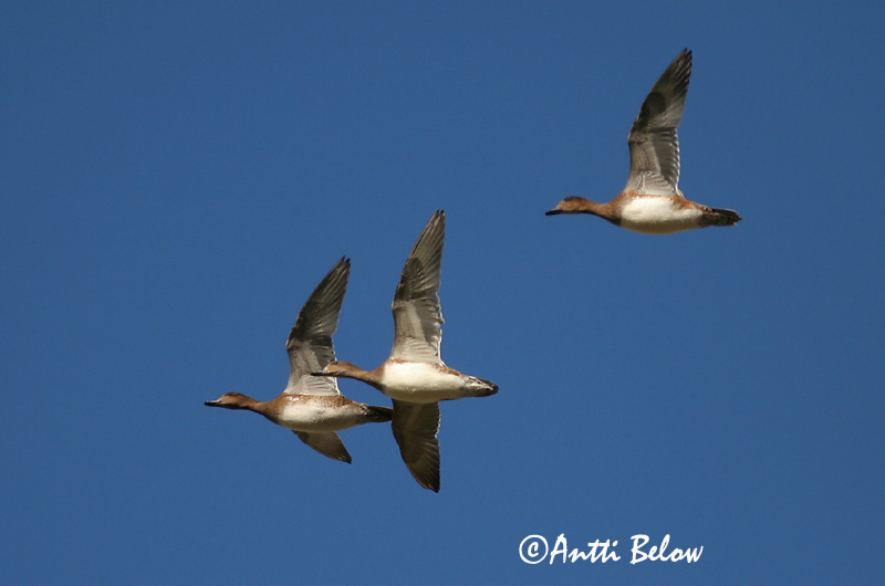 Avainsanat: Ànec xiulador Pibeand Smient Eurasian Wigeon Viupart Haapana Canard siffleur Pfeifente Fütyülo réce Rauðhöfðaönd Brunnakke Piadeira Anas penelope Silbón Europeo Bläsand