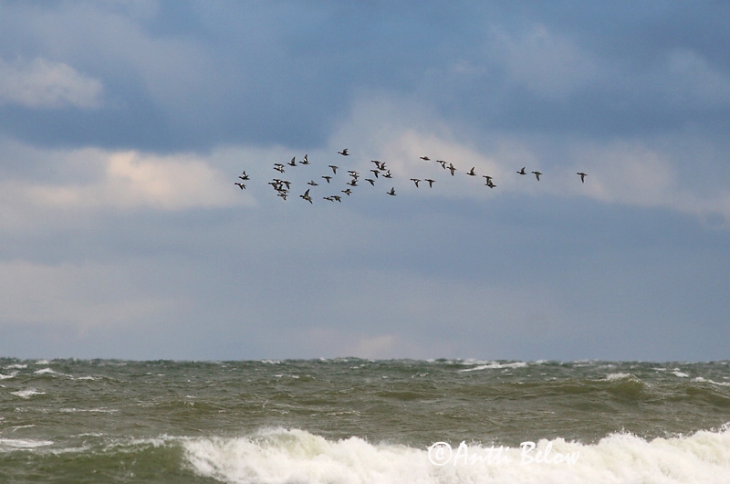 Avainsanat: Ànec xiulador Pibeand Smient Eurasian Wigeon Viupart Haapana Canard siffleur Pfeifente Fütyülo réce Rauðhöfðaönd Brunnakke Piadeira Anas penelope Silbón Europeo Bläsand