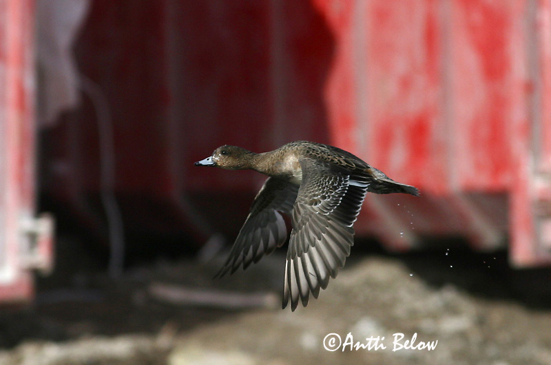 Avainsanat: Ànec xiulador Pibeand Smient Eurasian Wigeon Viupart Haapana Canard siffleur Pfeifente Fütyülo réce Rauðhöfðaönd Brunnakke Piadeira Anas penelope Silbón Europeo Bläsand