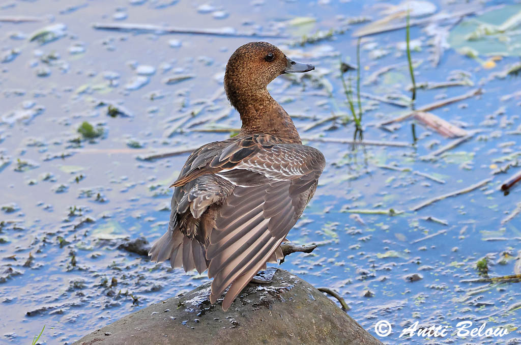 Espoo 6/2025
Avainsanat: Ànec xiulador Pibeand Smient Eurasian Wigeon Viupart Haapana Canard siffleur Pfeifente Fütyülo réce Rauðhöfðaönd Brunnakke Piadeira Anas penelope Silbón Europeo Bläsand