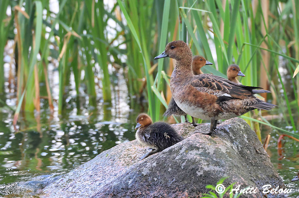 Espoo 6/2025
Avainsanat: Ànec xiulador Pibeand Smient Eurasian Wigeon Viupart Haapana Canard siffleur Pfeifente Fütyülo réce Rauðhöfðaönd Brunnakke Piadeira Anas penelope Silbón Europeo Bläsand