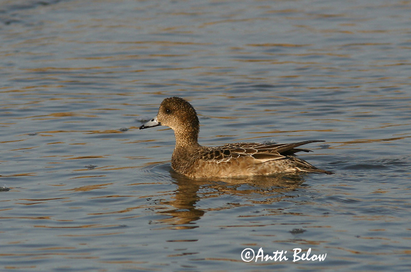 Avainsanat: Ànec xiulador Pibeand Smient Eurasian Wigeon Viupart Haapana Canard siffleur Pfeifente Fütyülo réce Rauðhöfðaönd Brunnakke Piadeira Anas penelope Silbón Europeo Bläsand