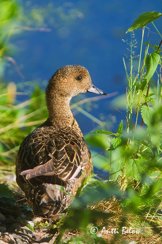 Avainsanat: Ànec xiulador Pibeand Smient Eurasian Wigeon Viupart Haapana Canard siffleur Pfeifente Fütyülo réce Rauðhöfðaönd Brunnakke Piadeira Anas penelope Silbón Europeo Bläsand
