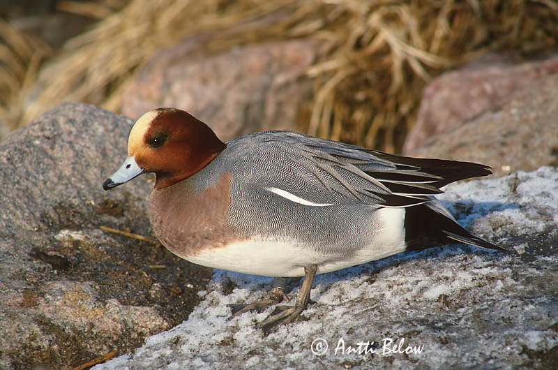 Avainsanat: Ànec xiulador Pibeand Smient Eurasian Wigeon Viupart Haapana Canard siffleur Pfeifente Fütyülo réce Rauðhöfðaönd Brunnakke Piadeira Anas penelope Silbón Europeo Bläsand