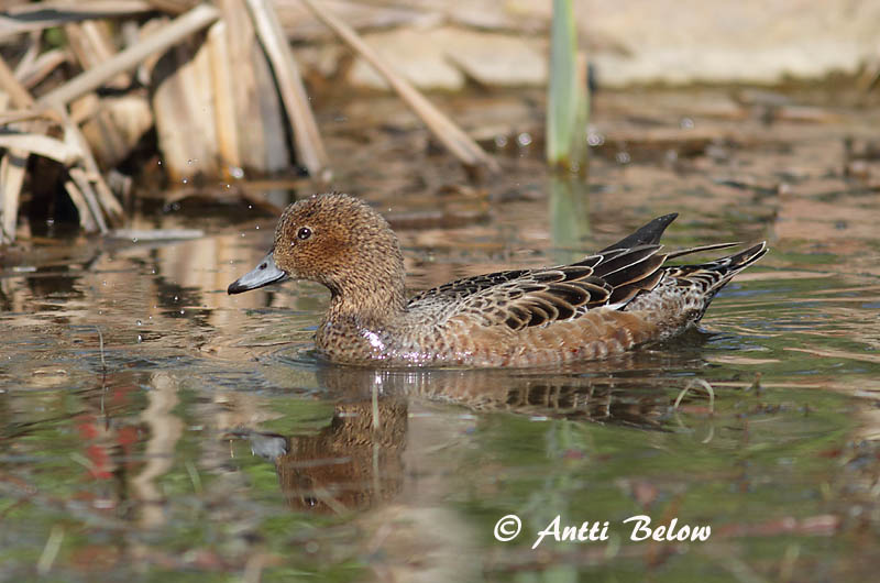 Avainsanat: Ànec xiulador Pibeand Smient Eurasian Wigeon Viupart Haapana Canard siffleur Pfeifente Fütyülo réce Rauðhöfðaönd Brunnakke Piadeira Anas penelope Silbón Europeo Bläsand
