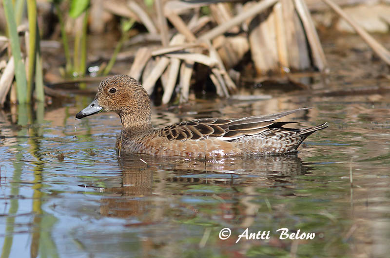 Avainsanat: Ànec xiulador Pibeand Smient Eurasian Wigeon Viupart Haapana Canard siffleur Pfeifente Fütyülo réce Rauðhöfðaönd Brunnakke Piadeira Anas penelope Silbón Europeo Bläsand