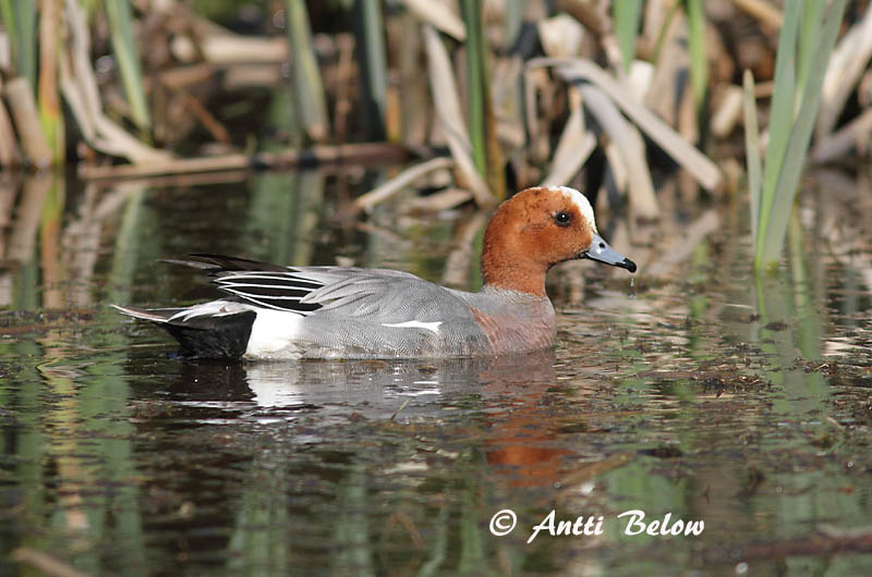 Avainsanat: Ànec xiulador Pibeand Smient Eurasian Wigeon Viupart Haapana Canard siffleur Pfeifente Fütyülo réce Rauðhöfðaönd Brunnakke Piadeira Anas penelope Silbón Europeo Bläsand