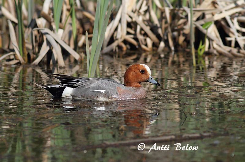 Avainsanat: Ànec xiulador Pibeand Smient Eurasian Wigeon Viupart Haapana Canard siffleur Pfeifente Fütyülo réce Rauðhöfðaönd Brunnakke Piadeira Anas penelope Silbón Europeo Bläsand