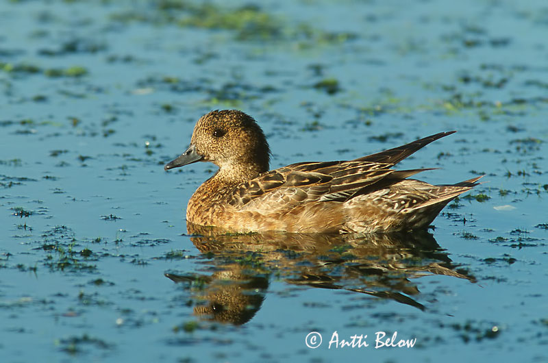 Avainsanat: Ànec xiulador Pibeand Smient Eurasian Wigeon Viupart Haapana Canard siffleur Pfeifente Fütyülo réce Rauðhöfðaönd Brunnakke Piadeira Anas penelope Silbón Europeo Bläsand