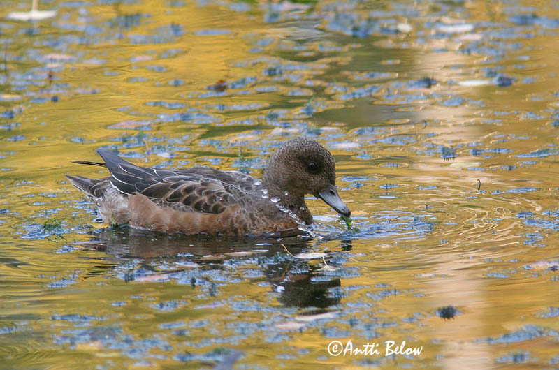 Avainsanat: Ànec xiulador Pibeand Smient Eurasian Wigeon Viupart Haapana Canard siffleur Pfeifente Fütyülo réce Rauðhöfðaönd Brunnakke Piadeira Anas penelope Silbón Europeo Bläsand
