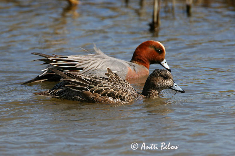 Avainsanat: Ànec xiulador Pibeand Smient Eurasian Wigeon Viupart Haapana Canard siffleur Pfeifente Fütyülo réce Rauðhöfðaönd Brunnakke Piadeira Anas penelope Silbón Europeo Bläsand