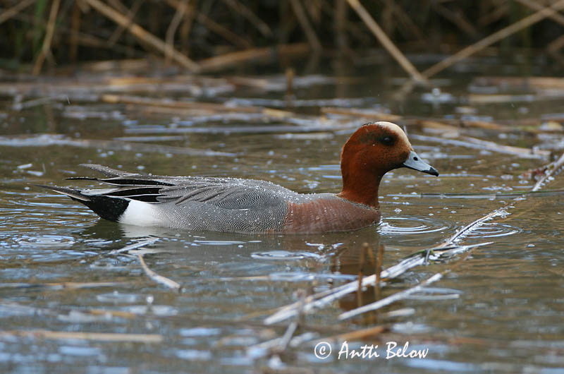 Avainsanat: Ànec xiulador Pibeand Smient Eurasian Wigeon Viupart Haapana Canard siffleur Pfeifente Fütyülo réce Rauðhöfðaönd Brunnakke Piadeira Anas penelope Silbón Europeo Bläsand