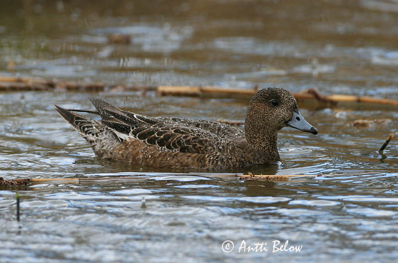 Avainsanat: Ànec xiulador Pibeand Smient Eurasian Wigeon Viupart Haapana Canard siffleur Pfeifente Fütyülo réce Rauðhöfðaönd Brunnakke Piadeira Anas penelope Silbón Europeo Bläsand