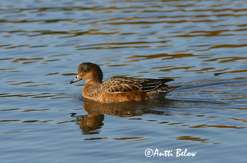 Avainsanat: Ànec xiulador Pibeand Smient Eurasian Wigeon Viupart Haapana Canard siffleur Pfeifente Fütyülo réce Rauðhöfðaönd Brunnakke Piadeira Anas penelope Silbón Europeo Bläsand