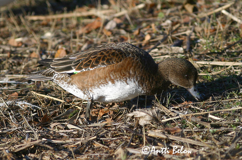 Avainsanat: Ànec xiulador Pibeand Smient Eurasian Wigeon Viupart Haapana Canard siffleur Pfeifente Fütyülo réce Rauðhöfðaönd Brunnakke Piadeira Anas penelope Silbón Europeo Bläsand