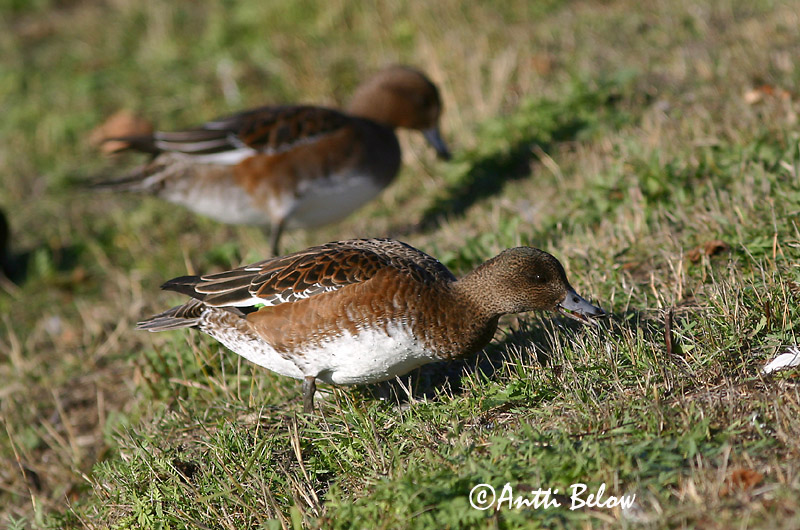 Avainsanat: Ànec xiulador Pibeand Smient Eurasian Wigeon Viupart Haapana Canard siffleur Pfeifente Fütyülo réce Rauðhöfðaönd Brunnakke Piadeira Anas penelope Silbón Europeo Bläsand