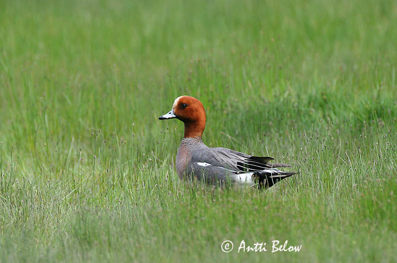 Avainsanat: Ànec xiulador Pibeand Smient Eurasian Wigeon Viupart Haapana Canard siffleur Pfeifente Fütyülo réce Rauðhöfðaönd Brunnakke Piadeira Anas penelope Silbón Europeo Bläsand