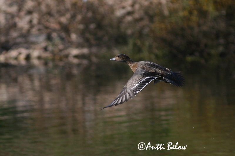 Avainsanat: Ànec xiulador Pibeand Smient Eurasian Wigeon Viupart Haapana Canard siffleur Pfeifente Fütyülo réce Rauðhöfðaönd Brunnakke Piadeira Anas penelope Silbón Europeo Bläsand
