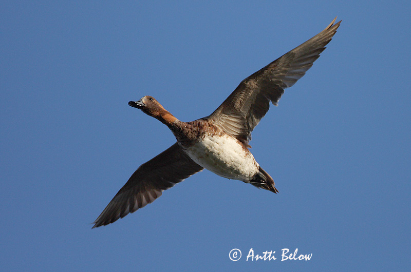 Avainsanat: Ànec xiulador Pibeand Smient Eurasian Wigeon Viupart Haapana Canard siffleur Pfeifente Fütyülo réce Rauðhöfðaönd Brunnakke Piadeira Anas penelope Silbón Europeo Bläsand
