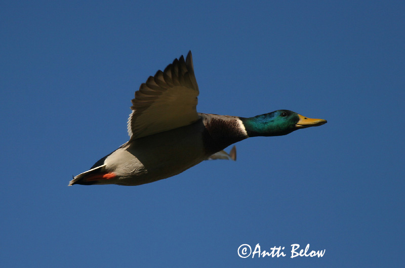 Avainsanat: Ànec coll-verd Gråand Wilde eend Mallard Heinäsorsa Sinisorsa Canard colvert Stockente Tokés réce Stokkönd Stokkand Pato-real Anas platyrhynchos Azulón Gräsand