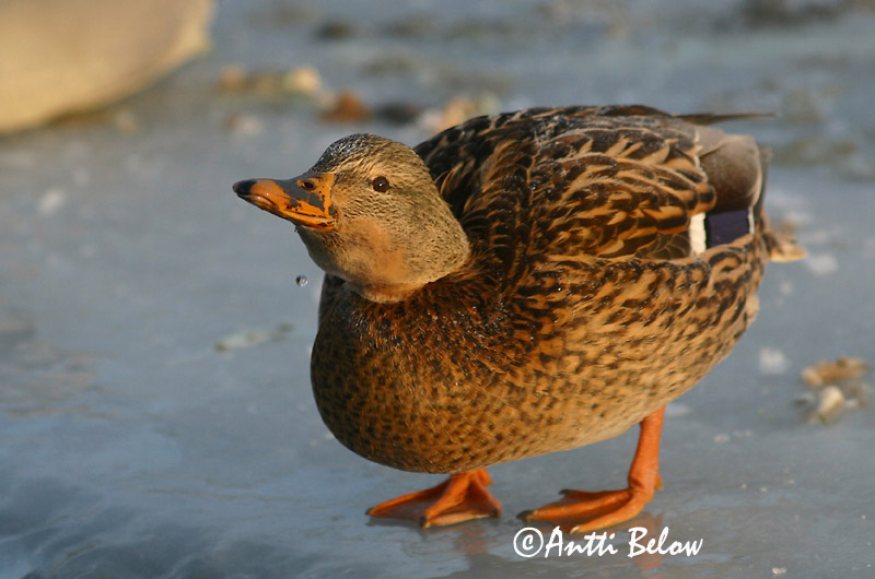 Avainsanat: Ànec coll-verd Gråand Wilde eend Mallard Heinäsorsa Sinisorsa Canard colvert Stockente Tokés réce Stokkönd Stokkand Pato-real Anas platyrhynchos Azulón Gräsand