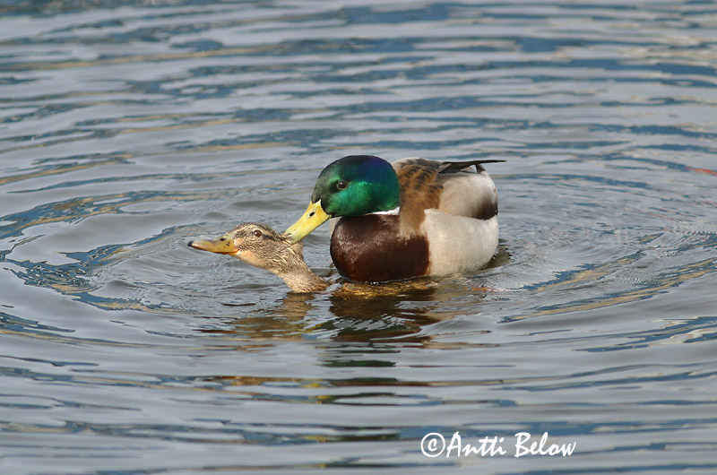 Avainsanat: Ànec coll-verd Gråand Wilde eend Mallard Heinäsorsa Sinisorsa Canard colvert Stockente Tokés réce Stokkönd Stokkand Pato-real Anas platyrhynchos Azulón Gräsand