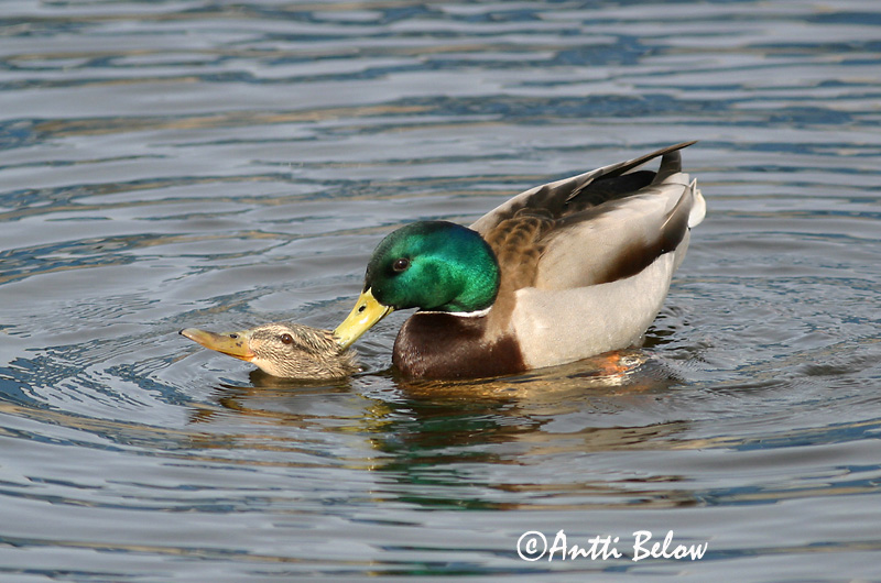 Avainsanat: Ànec coll-verd Gråand Wilde eend Mallard Heinäsorsa Sinisorsa Canard colvert Stockente Tokés réce Stokkönd Stokkand Pato-real Anas platyrhynchos Azulón Gräsand
