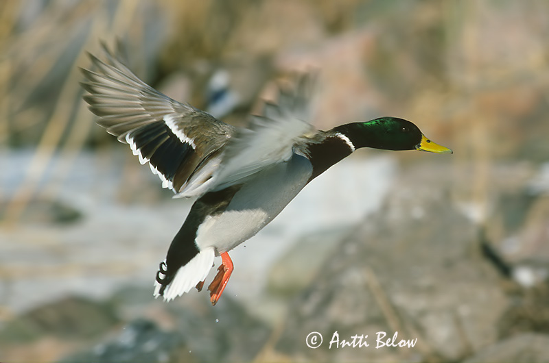 Avainsanat: Ànec coll-verd Gråand Wilde eend Mallard Heinäsorsa Sinisorsa Canard colvert Stockente Tokés réce Stokkönd Stokkand Pato-real Anas platyrhynchos Azulón Gräsand