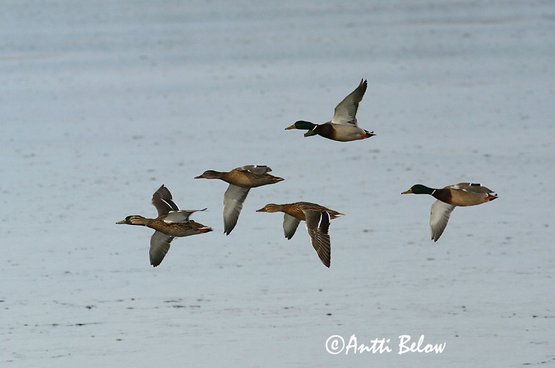 Avainsanat: Ànec coll-verd Gråand Wilde eend Mallard Heinäsorsa Sinisorsa Canard colvert Stockente Tokés réce Stokkönd Stokkand Pato-real Anas platyrhynchos Azulón Gräsand