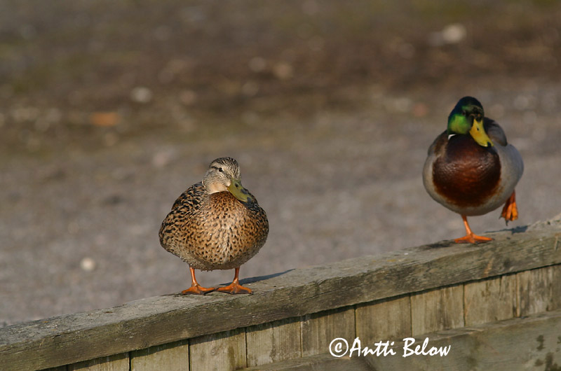 Avainsanat: Ànec coll-verd Gråand Wilde eend Mallard Heinäsorsa Sinisorsa Canard colvert Stockente Tokés réce Stokkönd Stokkand Pato-real Anas platyrhynchos Azulón Gräsand