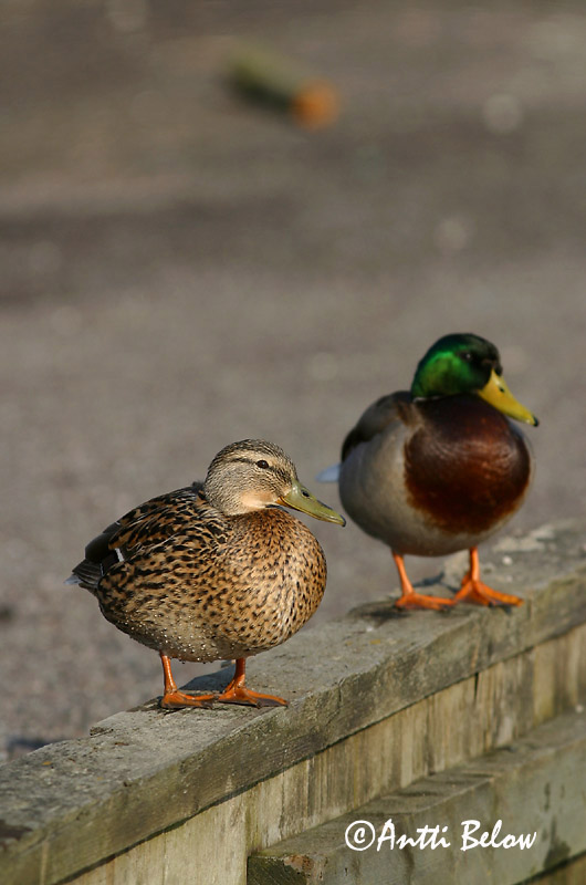 Avainsanat: Ànec coll-verd Gråand Wilde eend Mallard Heinäsorsa Sinisorsa Canard colvert Stockente Tokés réce Stokkönd Stokkand Pato-real Anas platyrhynchos Azulón Gräsand