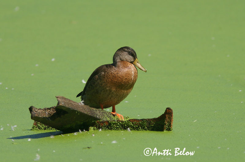 Avainsanat: Ànec coll-verd Gråand Wilde eend Mallard Heinäsorsa Sinisorsa Canard colvert Stockente Tokés réce Stokkönd Stokkand Pato-real Anas platyrhynchos Azulón Gräsand