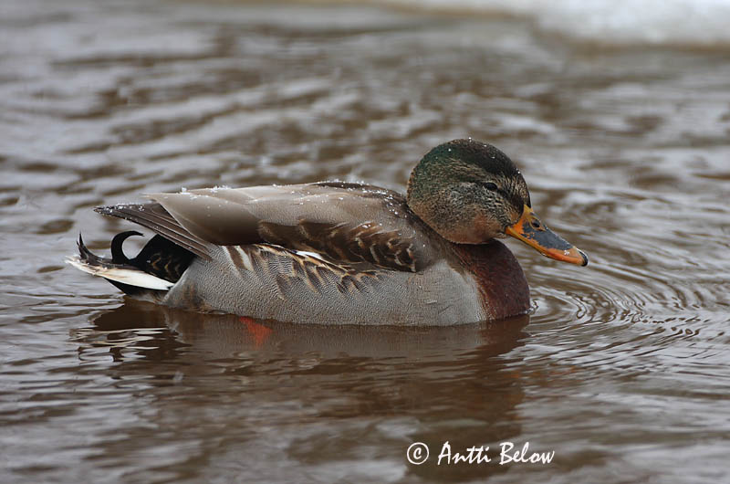 Avainsanat: Ànec coll-verd Gråand Wilde eend Mallard Heinäsorsa Sinisorsa Canard colvert Stockente Tokés réce Stokkönd Stokkand Pato-real Anas platyrhynchos Azulón Gräsand