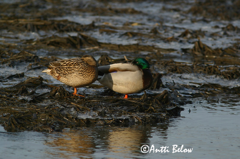 Avainsanat: Ànec coll-verd Gråand Wilde eend Mallard Heinäsorsa Sinisorsa Canard colvert Stockente Tokés réce Stokkönd Stokkand Pato-real Anas platyrhynchos Azulón Gräsand